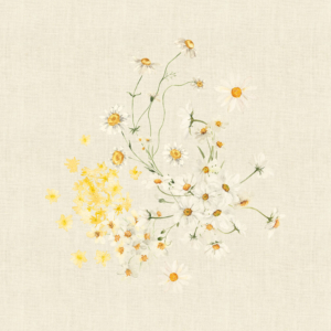 【ナプキン】デイジー シャンヴル